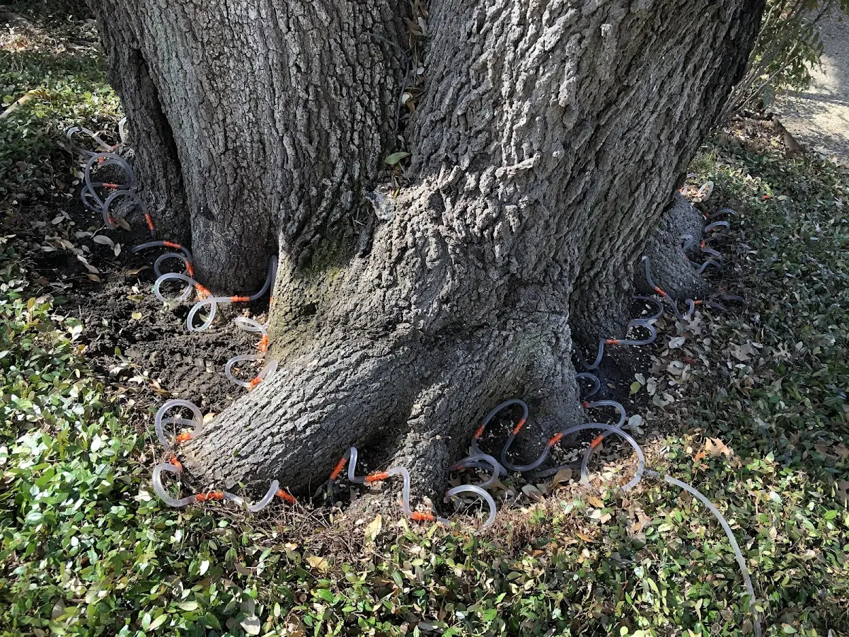 Detailed Tree Cabling and Bracing job site in Cato